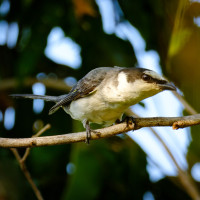 Ashy Minivet